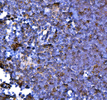 PD1/Pdcd1 Antibody
