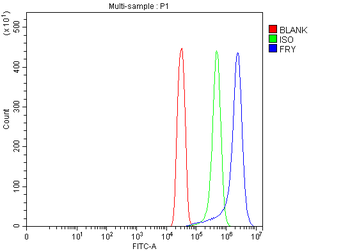 FRY Antibody