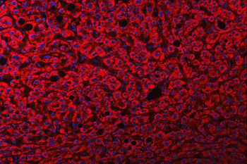 FRY Antibody