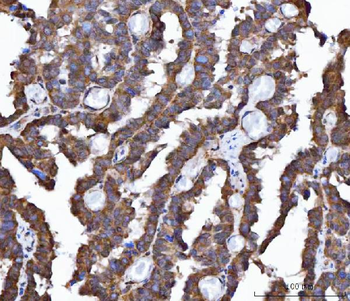 FRY Antibody