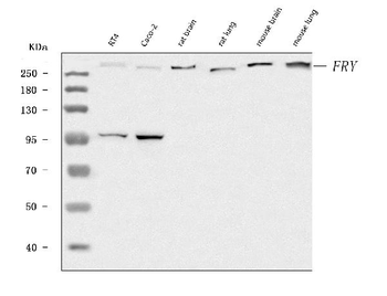 FRY Antibody