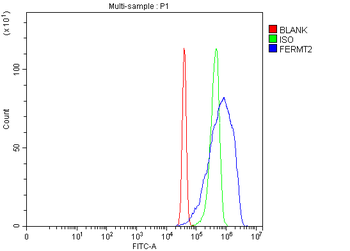 Kindlin 2/FERMT2 Rabbit Polyclonal Antibody