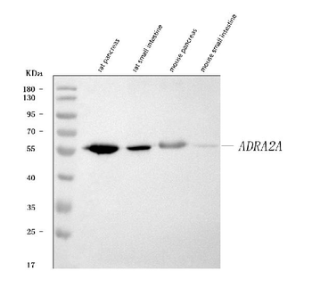alpha 2a Adrenergic Receptor/ADRA2A Rabbit Polyclonal Antibody