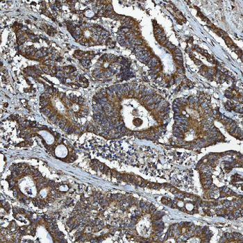 GPCR RDC1/CXCR-7/ACKR3 Antibody