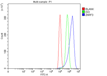 ZNRF3 Rabbit Polyclonal Antibody