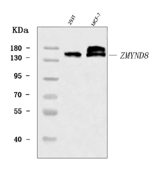 ZMYND8 Rabbit Polyclonal Antibody
