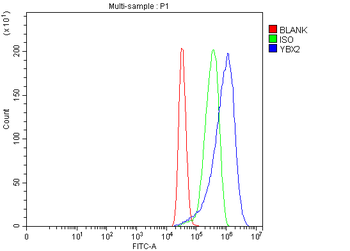 MSY2/YBOX2/YBX2 Rabbit Polyclonal Antibody