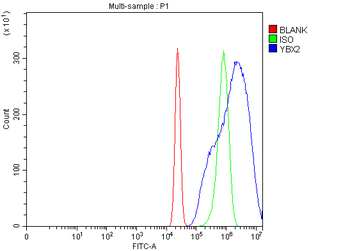 MSY2/YBOX2/YBX2 Rabbit Polyclonal Antibody