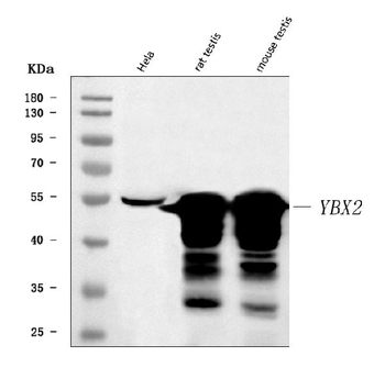 MSY2/YBOX2/YBX2 Rabbit Polyclonal Antibody