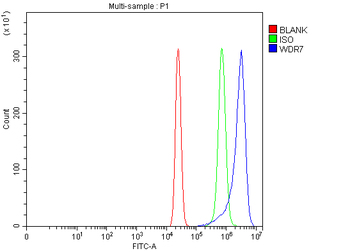 WDR7 Rabbit Polyclonal Antibody