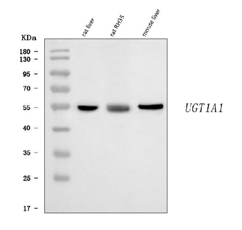 Ugt1a1 Rabbit Polyclonal Antibody