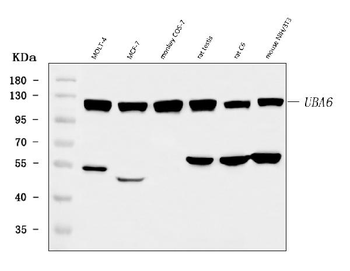 UBA6 Rabbit Polyclonal Antibody