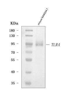 Tlr4 Rabbit Polyclonal Antibody