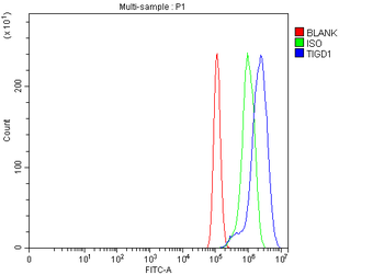 TIGD1 Antibody