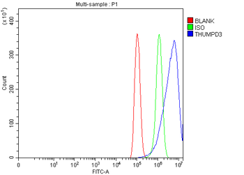 THUMPD3 Rabbit Polyclonal Antibody