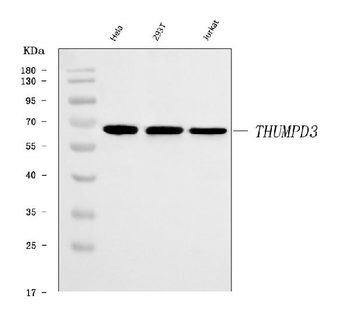THUMPD3 Rabbit Polyclonal Antibody