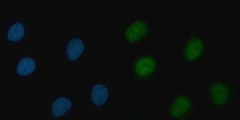 THAP11 Antibody