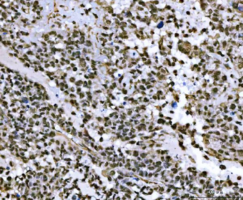 THAP11 Antibody