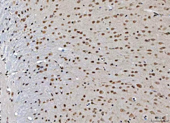 THAP11 Antibody
