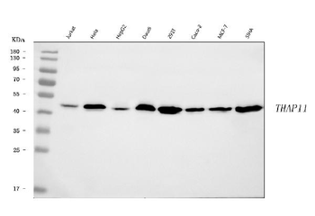 THAP11 Antibody
