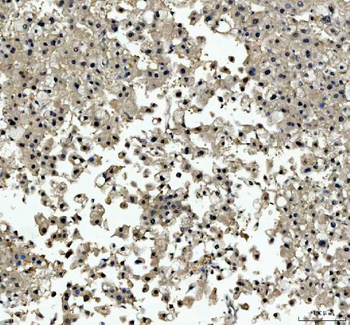 TBX18 Antibody