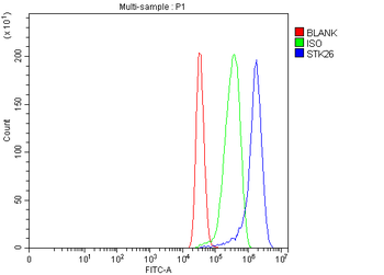 MST4/STK26 Rabbit Polyclonal Antibody