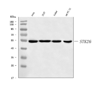 MST4/STK26 Rabbit Polyclonal Antibody