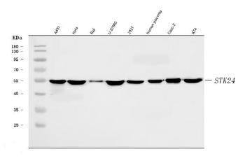 MST3/STK24 Antibody
