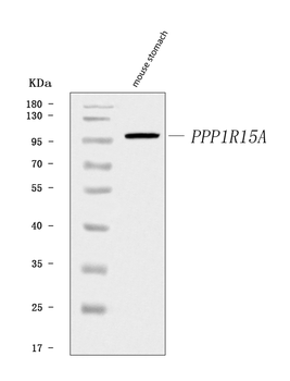 GADD34/Ppp1r15a Rabbit Polyclonal Antibody