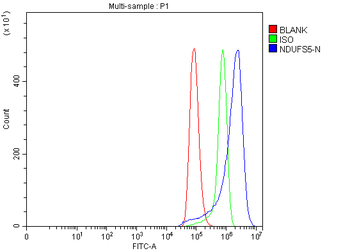 NDUFS5 Antibody