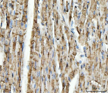 NDUFS5 Antibody
