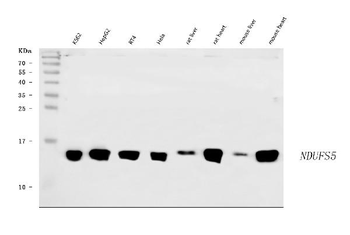 NDUFS5 Antibody