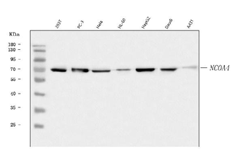 NCOA4 Antibody