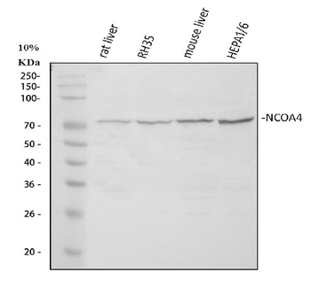 NCOA4 Antibody