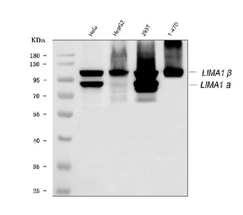 EPLIN/LIMA1 Antibody