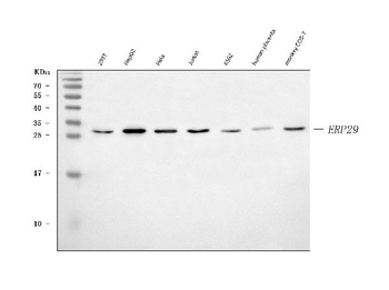 ERP29 Antibody