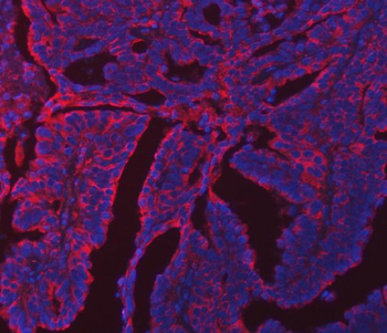 ERP29 Antibody