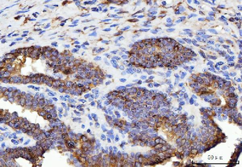 ERP29 Antibody