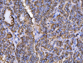 ERP29 Antibody