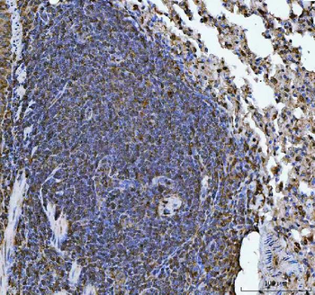 ERP29 Antibody