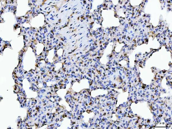 ERP29 Antibody
