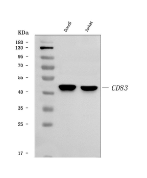 CD83 Rabbit Polyclonal Antibody