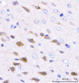 Adgrg1 Antibody