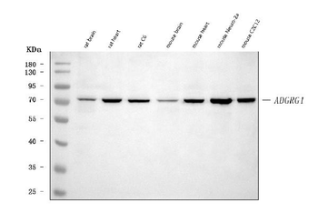 Adgrg1 Antibody