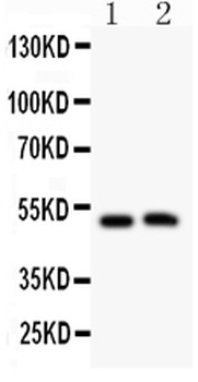 Aquaporin 0/MIP Rabbit Polyclonal Antibody