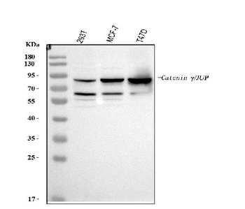 gamma Catenin/JUP Rabbit Polyclonal Antibody