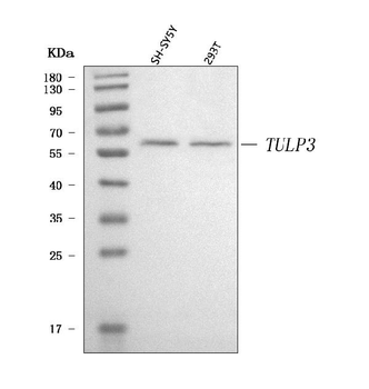 TULP3 Rabbit Polyclonal Antibody