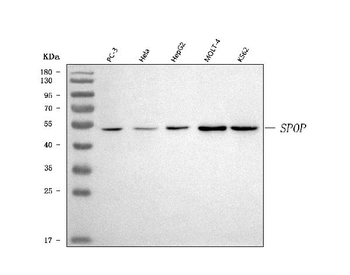 SPOP Rabbit Polyclonal Antibody