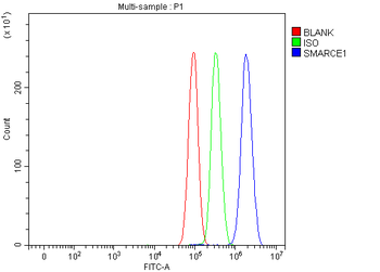 BAF57/SMARCE1 Rabbit Polyclonal Antibody