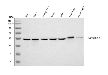 BAF57/SMARCE1 Rabbit Polyclonal Antibody
